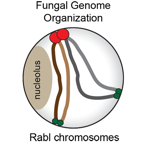 fungal genome