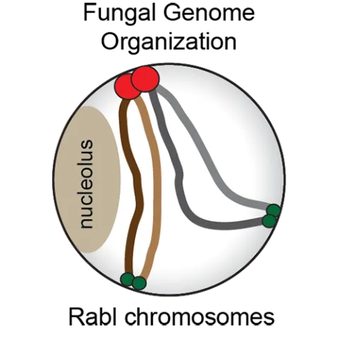 Picture of Fungal Genome Organization 