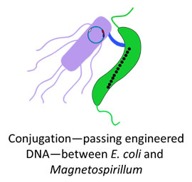Conjugation - passing engineered DNA - between E. Coli and Magnetospirillum 